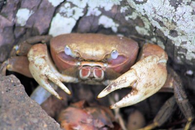 Crab