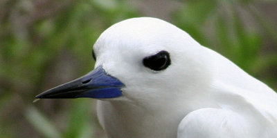 Tikehau Island of Birds