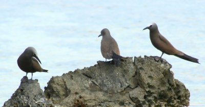 Island of Birds