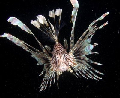 Lion fish