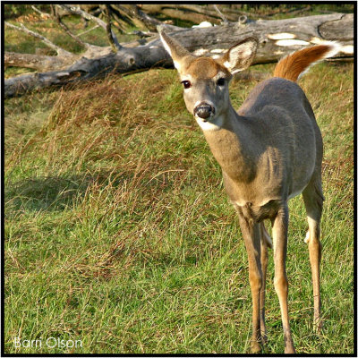 Young Whitetail