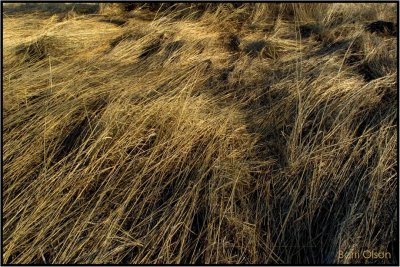 Spring Wind in the Grasses