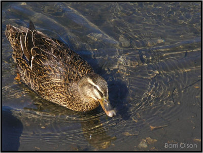 Duck in Cold Water