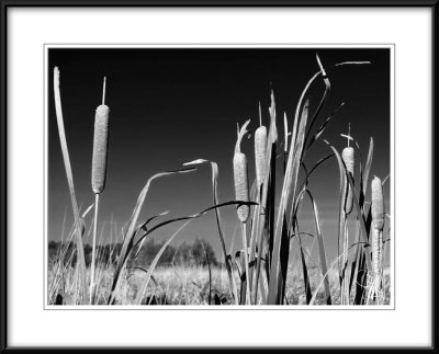 Cattails and Sky