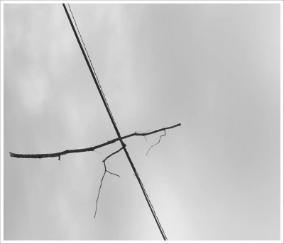 Branch on a Wire