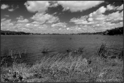 cumulus clouds on a breezy day