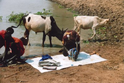 Washing With Cows