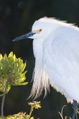Egret01.jpg