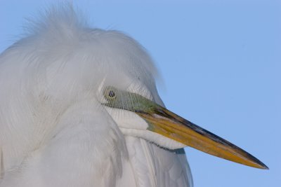 Egret03.jpg