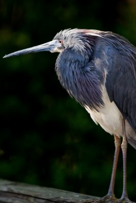 Heron01.jpg