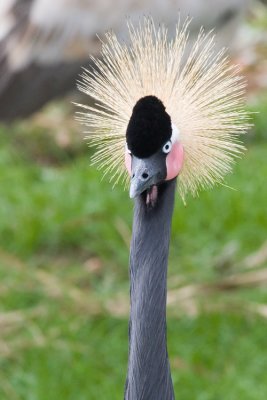 Crane01.jpg