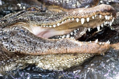Gator01.jpg