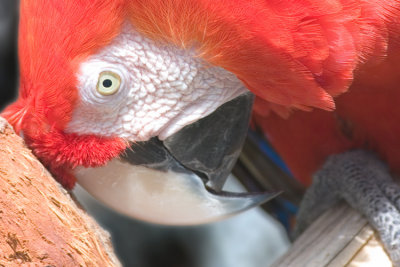 Macaw01.jpg