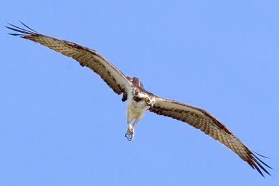 Osprey02.jpg