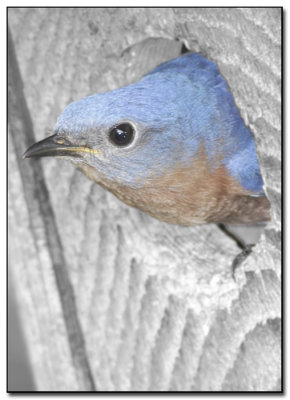 Bluebird.jpg