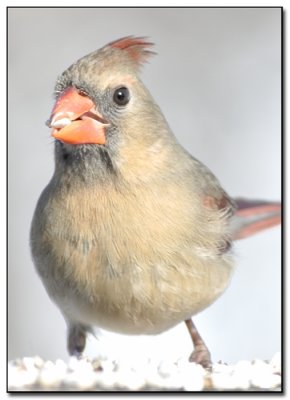 Backyard Birds
