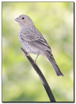 Finch.jpg