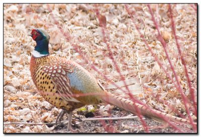 Pheasant.jpg
