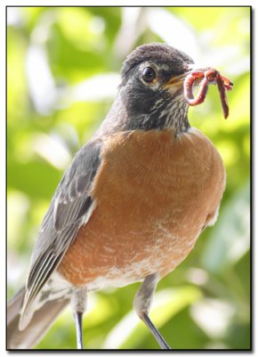 Robin_02.jpg