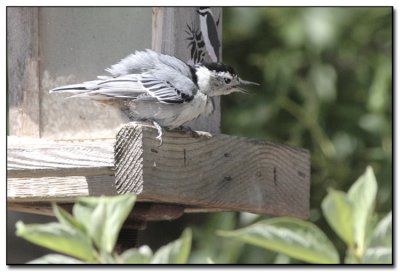 Nuthatch02.jpg