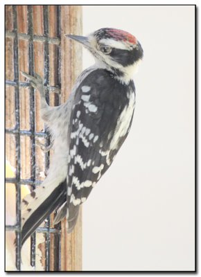 Woodpecker01.jpg
