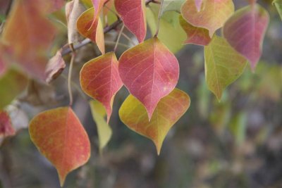 Fall leaves.jpg
