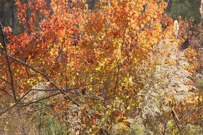 Fall Leaves camp 3.jpg