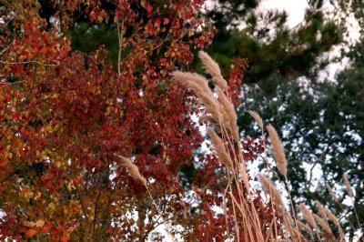 Fall leaves camp 4.jpg