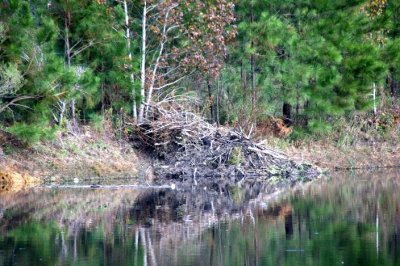 beaver den.jpg