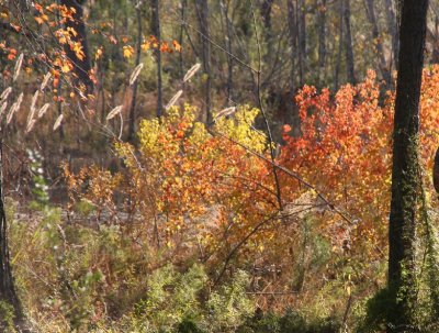 fall leaves camp 2.jpg