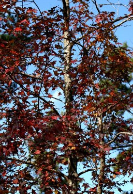 fall leaves.jpg