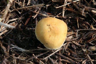mushroom2.jpg