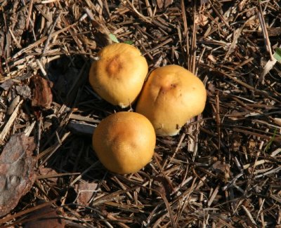 mushrooms.jpg