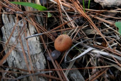 mushrooms4.jpg