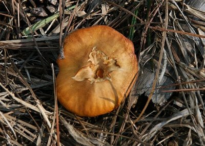 mushrooms5.jpg