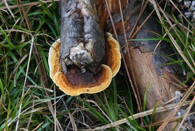 mushrooms6.jpg
