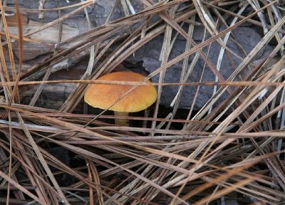 mushrooms7.jpg