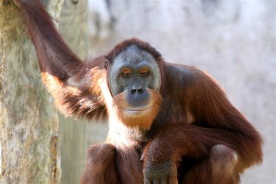 ZOO 2007 (11).JPG