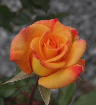 g6/27/538227/3/75458122.RMGScdJ4.jpg