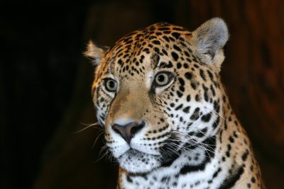 leopard 3.jpg