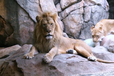 lion king.jpg