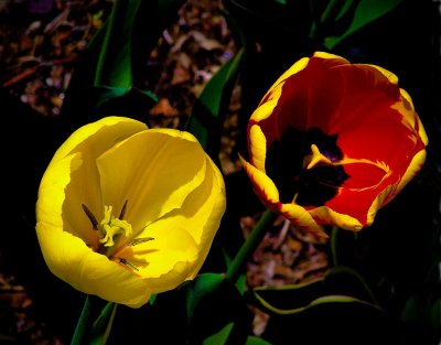tuliptwosomeDSC03503.jpg