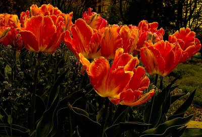 tulipclusterDSC03663.jpg