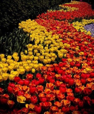 tulipfieldDSC03954.jpg