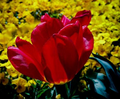redonyellowand greenDSC03843.jpg