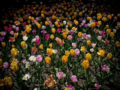 tulipfieldDSC04386.jpg