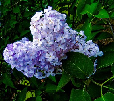 blossomingreenDSC04590.jpg