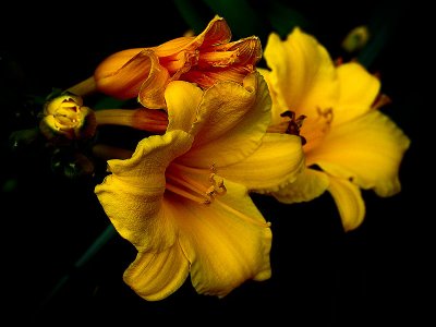 yellowflowersDSC00046.jpg