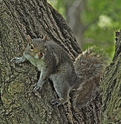 squirrelDSC05474.jpg