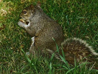 squirrelDSC02504.jpg